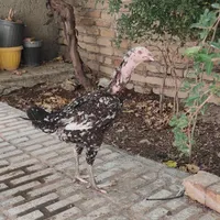 جوجه و مرغ لاری اصیل