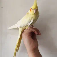 عروس هلندی|پرنده|پاکدشت, پاکدشت (مامازند)|دیوار