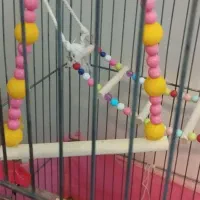 عروس هلندی|پرنده|تهران, اسکندری|دیوار