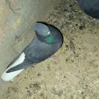 زاغ دم سفید 13و15دم