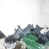 جوجه ۵پری تا۹پری|پرنده|اهواز, شهرک حفاری|دیوار