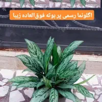 فروش گل و گیاه طبیعی|گل و گیاه طبیعی|رشت, عینک|دیوار