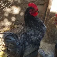 فروش خروس محلی