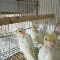 جوجه لوتینو|پرنده|پائین جام, |دیوار