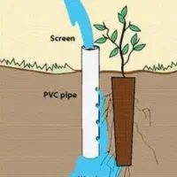 درخت کم آب ، نهال مناسب کم آبی ، نهالستان باغینو|گل و گیاه طبیعی|مشهد, نوید|دیوار