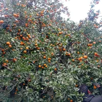 پرتقال نارنگی|خوردنی و آشامیدنی|عباس‌آباد, |دیوار