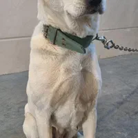 ماده خراسانی|سگ|مشهد, امیریه|دیوار