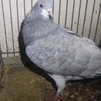 کفتر شهری یقه کیپ