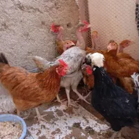 تعدادی نیمچه ۷ ماهه گردن لخت و لاری|حیوانات مزرعه|محمدشهر, محمدشهر|دیوار