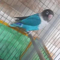 طوطی برزیلی ماده