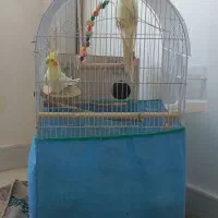 یک جفت عروس هلندی|پرنده|فامنین, |دیوار