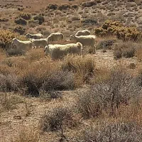 گوسفند محلی سر مایه|حیوانات مزرعه|سیرجان, |دیوار