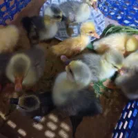 جوجه غاز پنج روزه