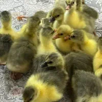 تعدادی جوجه غاز دورگه محلی