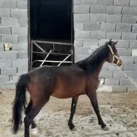 حیوانات اسب