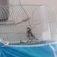 سهره نر شل وسفت