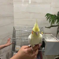 عروس هلندی دستی|پرنده|یزد, |دیوار