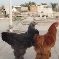 مرغ و خروس برهما اصل اصل|حیوانات مزرعه|اهواز, دغاغله|دیوار