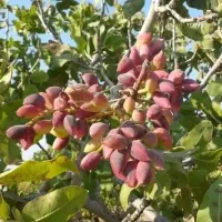 انواع نهال ضمانتی خشکبار