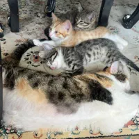 واگزاری بچه گربه|گربه|تبریز, |دیوار