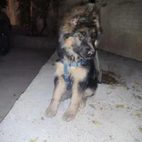 سگ ژرمن شپر  با شناسنامه|سگ|مرودشت, دولت آباد|دیوار
