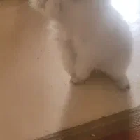 خرگوش ترکیبی جرسی و لوپ