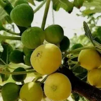 نهال انجیر ترکیه زرد و سیاه|خدمات باغبانی و درختکاری|ماسوله, |دیوار