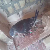 کفتر نقش|پرنده|زارچ, |دیوار