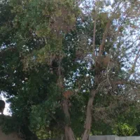 قطع نخل و درخت با خرید چوب درخت|خدمات باغبانی و درختکاری|بندر دیر, |دیوار