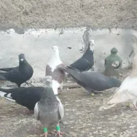 کبوتر پرشی|پرنده|شیراز, کوشک میدان|دیوار