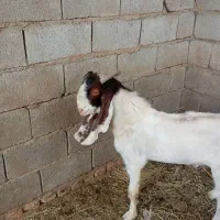 نربز گلابی|حیوانات مزرعه|ایرانشهر, |دیوار