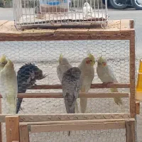 عروس هلندی مختلف|پرنده|فومن, |دیوار