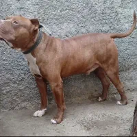 نر پیتبول‌تریر بالغ20ماهه|سگ|تهران, فرودگاه مهرآباد|دیوار