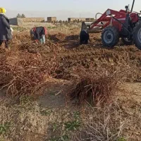 نهال انگور ترکمن چهار فقط ۳۰هزار تومان