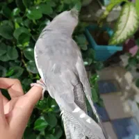 عروس هلندی گمشده به یابنده مژدگانی داده میشود|پرنده|کوهدشت, |دیوار