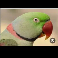 کاسکو شاه طوطی خر... فروش