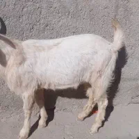 بزسانن|حیوانات مزرعه|پشتکوه (سیستان و بلوچستان), |دیوار