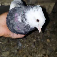 کاشونی و طوقی