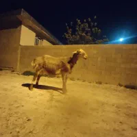 قوچ چینی