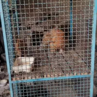 قفس اهنی|لوازم جانبی حیوانات|پاکدشت, پاکدشت (مامازند)|دیوار