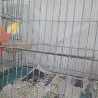 قناری رنگ روشن درجه 1|پرنده|قم, حاج خلیل|دیوار