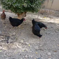 مرغ تخم گذار گلپایگانی