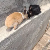 دو عدد خرگوش دانه ای250