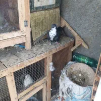 کفتر|پرنده|شیراز, محراب|دیوار