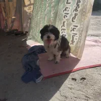 سگ نزاد شیتزو چهار ماهه سرحال بازیگوش|سگ|ایرانشهر, |دیوار