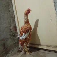 جوجه خروس لاری