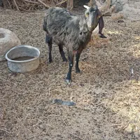 بز ابستن|حیوانات مزرعه|هامون, |دیوار