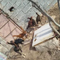 ۸عدد لاری ۳ماهه