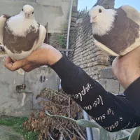 کبوتر طوقی|پرنده|مینودشت, |دیوار