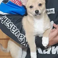 سگ گمشده شیبا